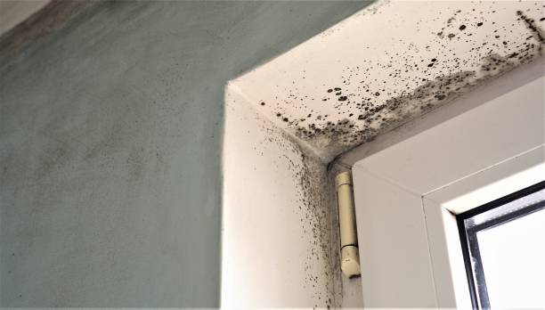 Best Mold Odor Removal Services  in Mayfair, CA