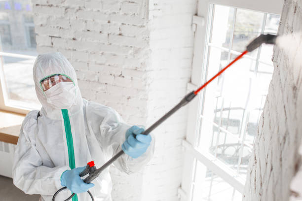 Best Basement Mold Removal  in Mayfair, CA