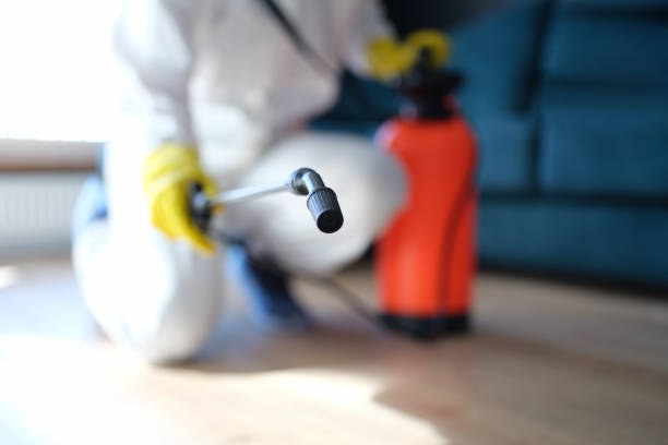 Best Attic Mold Removal  in Mayfair, CA