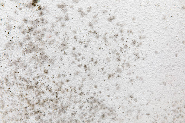 Best HVAC Mold Inspection and Cleaning  in Mayfair, CA
