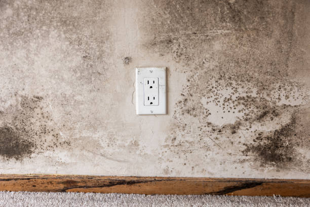 Best Industrial Mold Remediation  in Mayfair, CA